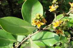 Avicennia marina var. acutissima